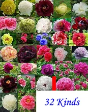 32 kinds China Peony Seed Paeonia suffruticosa Tree each 20 seed total 640 seeds for DIY Home Garden Plant 
32 kinds China Peony Seed Paeonia suffruticosa Tree each 20 seed total 640 seeds for DIY Home Garden Plant