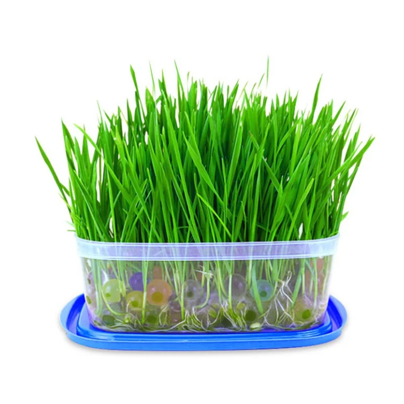 Vegetable Bonsai Medicinal Use graines legumes potager DIY Home Garden Cat Grass Plant Herb Edible Lemongrass Kitchen
Vegetable Bonsai Medicinal Use graines legumes potager DIY Home Garden Cat Grass Plant Herb Edible Lemongrass Kitchen