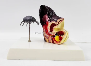 Medical instruments Disease anatomy dog ear model Anatomical Canine Dog Hip Heart traumatic male member
Medical instruments Disease anatomy dog ear model Anatomical Canine Dog Hip Heart traumatic male member