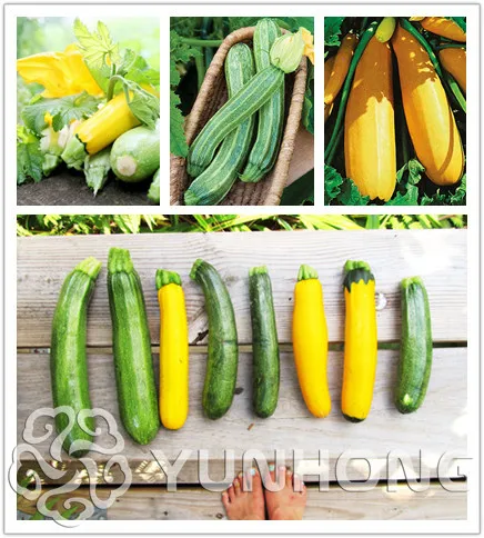 10/bag marrow pumpkin Bonsai Squash ZLOTY CEPELIN stunning yellow color Polish rare variety Courgette Heirloom
10/bag marrow pumpkin Bonsai Squash ZLOTY CEPELIN stunning yellow color Polish rare variety Courgette Heirloom