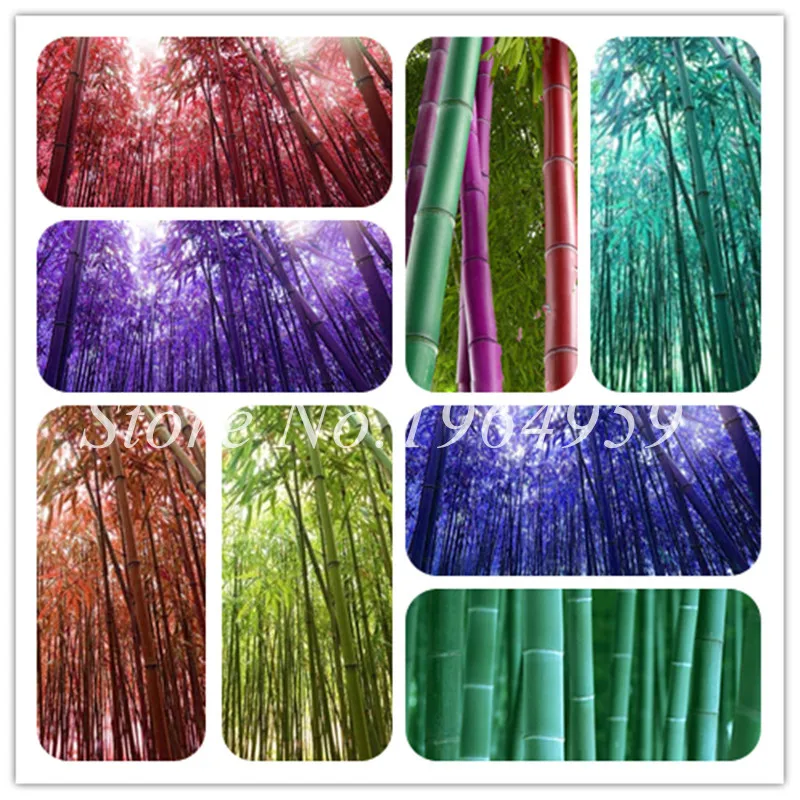 Hot ! 50 Pcs Fresh Rainbow Bamboo Bonsai Lucky Moso Tree Seedsplant For Home Garden Decoration Potted Plants Easy To Grow
Hot ! 50 Pcs Fresh Rainbow Bamboo Bonsai Lucky Moso Tree Seedsplant For Home Garden Decoration Potted Plants Easy To Grow