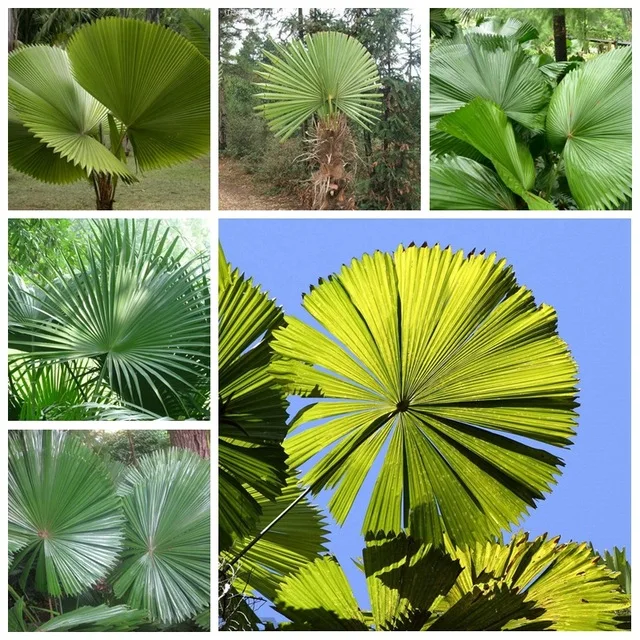 10pcs Fresh Licuala grandis Palm Tropical Evergreen Fan-shaped Bonsai Potted Tropical Ornamental Tree Plant sementes semillas
10pcs Fresh Licuala grandis Palm Tropical Evergreen Fan-shaped Bonsai Potted Tropical Ornamental Tree Plant sementes semillas