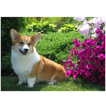 5D Diy Diamond painting cross stitch Diamond Embroidery Welsh Corgi Dog Full square round mosaic Rhinestone needlework C833
5D Diy Diamond painting cross stitch Diamond Embroidery Welsh Corgi Dog Full square round mosaic Rhinestone needlework C833