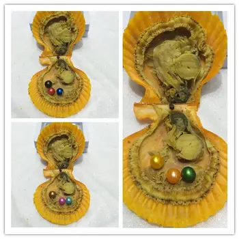 Real Akoya Triple Pearls in Red Shell Beautiful 6-7MM Round Seawater Pearls in Red Oysters 5pcs Triplet Scallop Oysters PJW233
Real Akoya Triple Pearls in Red Shell Beautiful 6-7MM Round Seawater Pearls in Red Oysters 5pcs Triplet Scallop Oysters PJW233