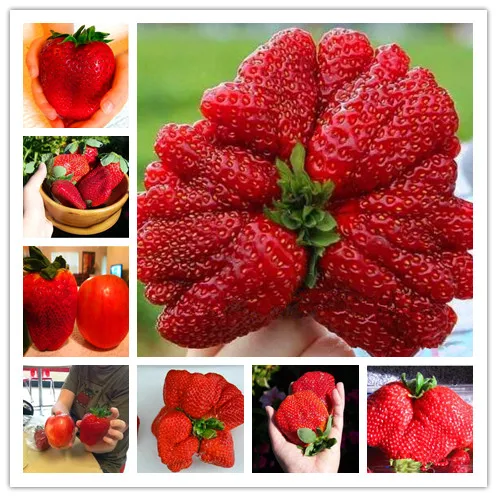 600pcs Giant Japan Strawberry bonsai plants Organic delicious strawberry fruit home garden potted plants
600pcs Giant Japan Strawberry bonsai plants Organic delicious strawberry fruit home garden potted plants