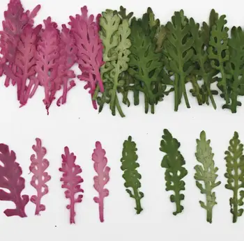 120pcs Pressed Dried Senecio cinerari DC Flower Plants Herbarium For Resin Jewelry Making Postcard Frame Phone Case Craft DIY
120pcs Pressed Dried Senecio cinerari DC Flower Plants Herbarium For Resin Jewelry Making Postcard Frame Phone Case Craft DIY