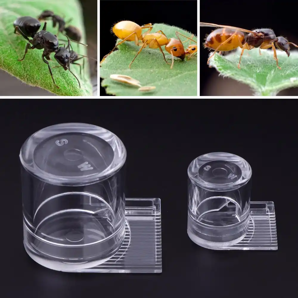 Ant Water Feeder Acrylic Farm Transparent Food Feeding Feed Area