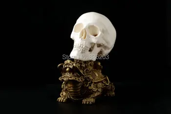 Human Skull brain Resin Replica in trauma Medical Model anatomy skeleton dentist anatomical brain anatomia Exploded skull
Human Skull brain Resin Replica in trauma Medical Model anatomy skeleton dentist anatomical brain anatomia Exploded skull
