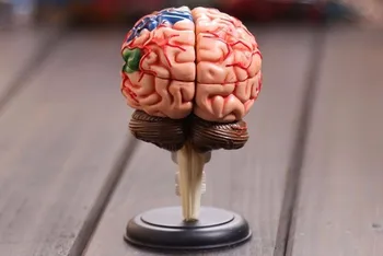 Human Brain Model Structure Model Assembled Anatomy Dimensional Model 32pcs Set Medical Teaching Tool Medical School Supplies
Human Brain Model Structure Model Assembled Anatomy Dimensional Model 32pcs Set Medical Teaching Tool Medical School Supplies