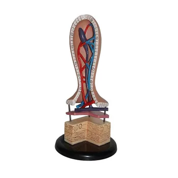 Human Intestinal Villus Model Human Capillary Lymphatic Vein Anatomy Intestinal Villus Anatomy Human Vessel Anatomical Model
Human Intestinal Villus Model Human Capillary Lymphatic Vein Anatomy Intestinal Villus Anatomy Human Vessel Anatomical Model