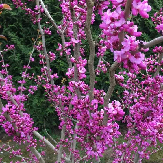 50 Pcs Bauhinia Plant Bonsai Flower Plant Chinese Redbud Tree Bonsai Nature Potted Plants For Home Garden
50 Pcs Bauhinia Plant Bonsai Flower Plant Chinese Redbud Tree Bonsai Nature Potted Plants For Home Garden