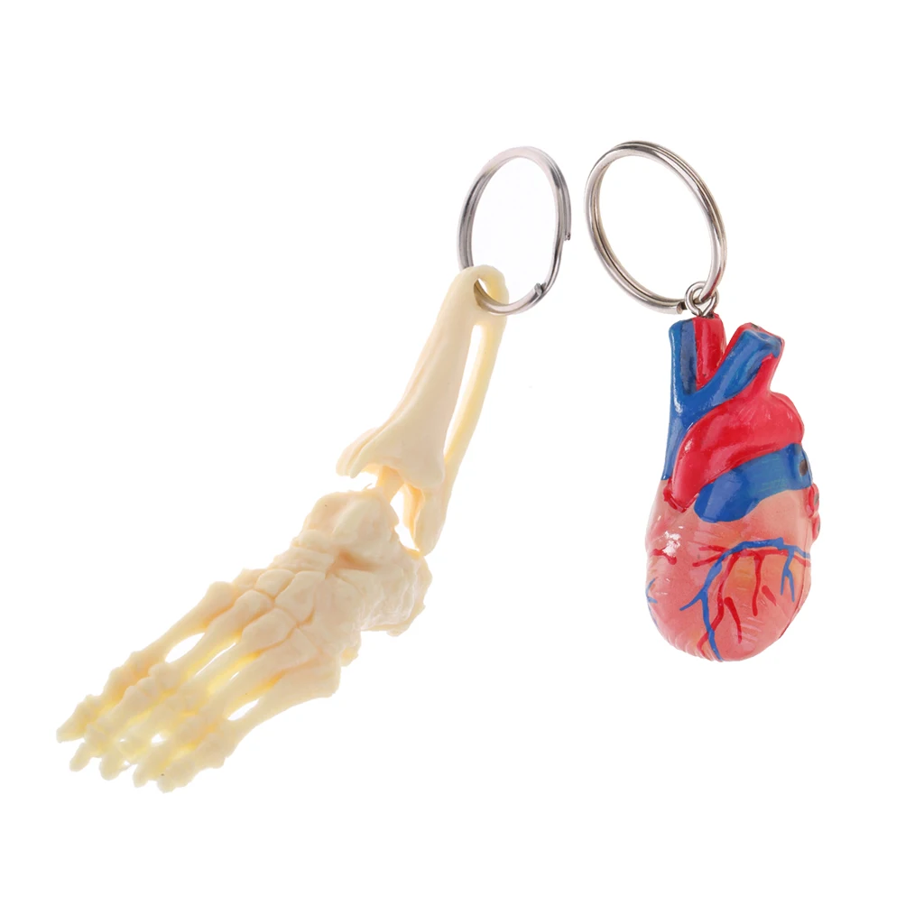 Human Heart Model Keychain + Foot Ankle Model Keychain Medical Learning Tool Collectibles Halloween Party Favors
Human Heart Model Keychain + Foot Ankle Model Keychain Medical Learning Tool Collectibles Halloween Party Favors