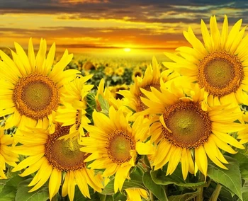Sunflower Printed Rug and Carpet for Home Living Room and Bedroom Home Decor Carpets Rugs Coffee Table Rectangular Mats
Sunflower Printed Rug and Carpet for Home Living Room and Bedroom Home Decor Carpets Rugs Coffee Table Rectangular Mats