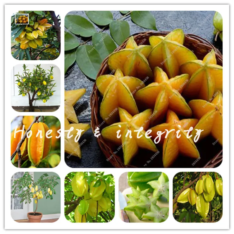 30pcs Edible Carambola Bonsai Star Fruit Rare Sementes Averrhoa Carambola Tree Garden Bonsai Pots Woody Plants Free Shipping
30pcs Edible Carambola Bonsai Star Fruit Rare Sementes Averrhoa Carambola Tree Garden Bonsai Pots Woody Plants Free Shipping