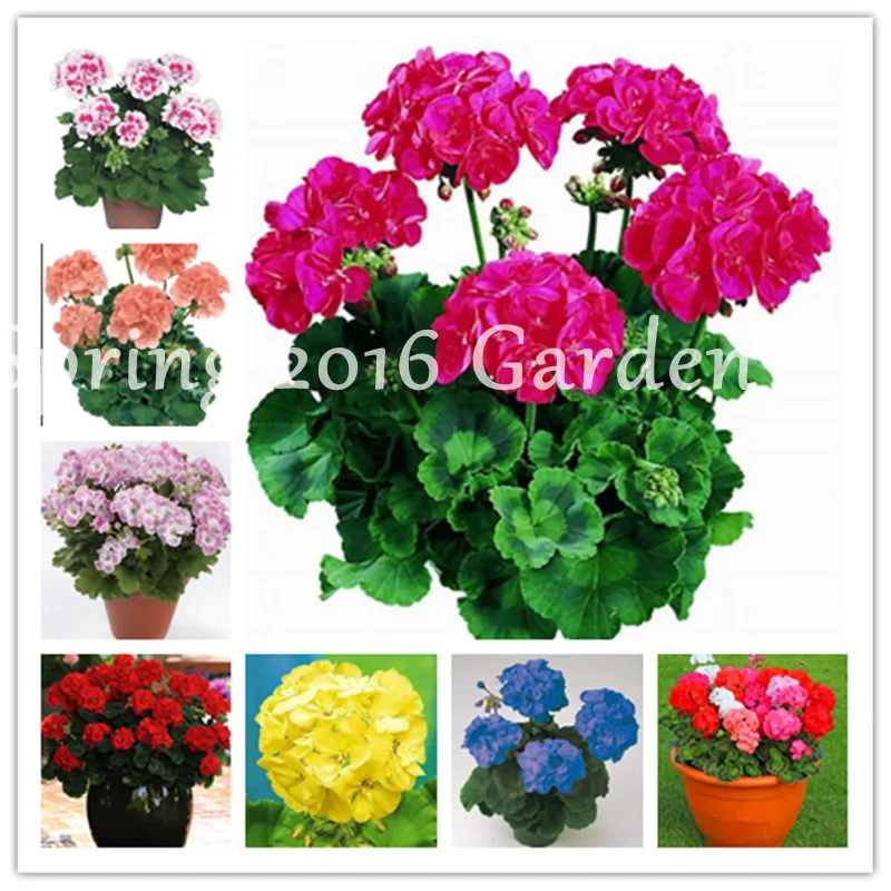Promotion! 120 Pcs/Bag Univalve Geranium Bonsai Perennial Flower Garden Pelargonium Peltatum Plant For Rooms, Natural Growth
Promotion! 120 Pcs/Bag Univalve Geranium Bonsai Perennial Flower Garden Pelargonium Peltatum Plant For Rooms, Natural Growth