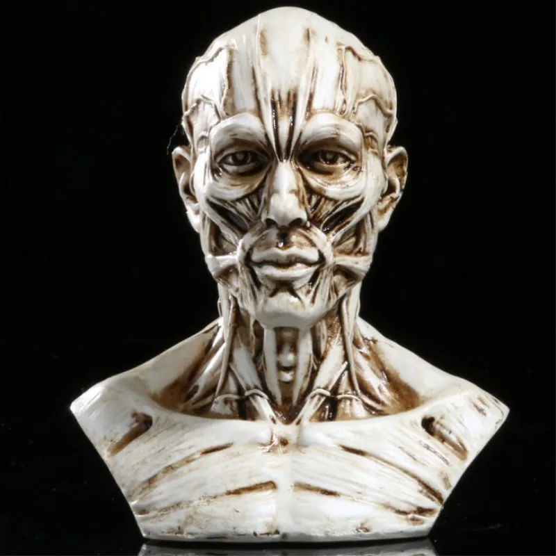 Art Sketch Human Muscle Skeleton Head Model Skull Anatomy Bust Model Home Decoration Accessories Halloween Gift
Art Sketch Human Muscle Skeleton Head Model Skull Anatomy Bust Model Home Decoration Accessories Halloween Gift