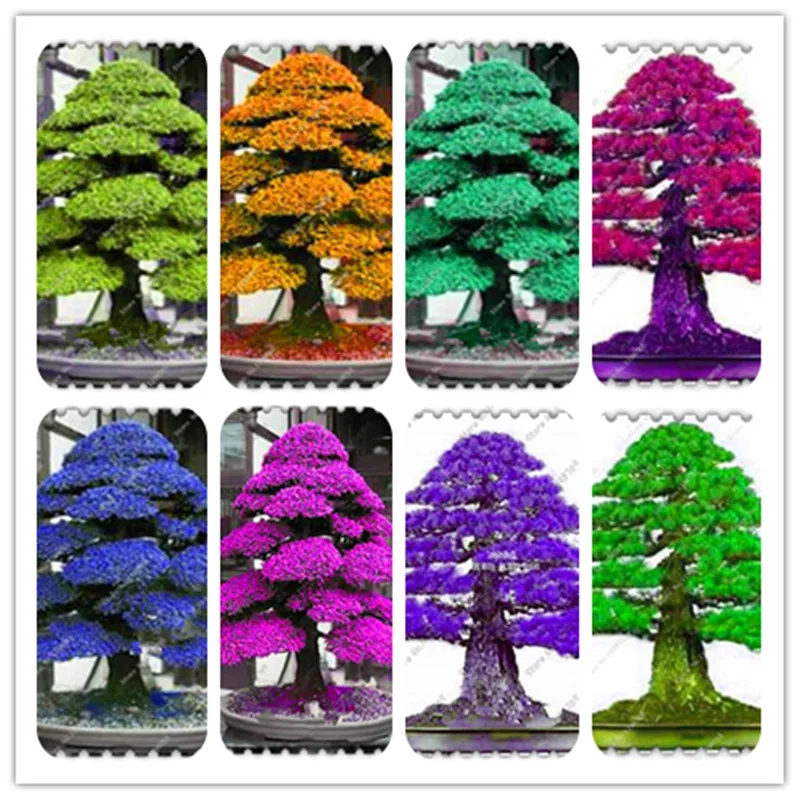 Big Promotion! 100 PCS Sacred Japanese Cedar Plantas bonsai ornamental tree Flores everygreen Woody plant for home garden
Big Promotion! 100 PCS Sacred Japanese Cedar Plantas bonsai ornamental tree Flores everygreen Woody plant for home garden