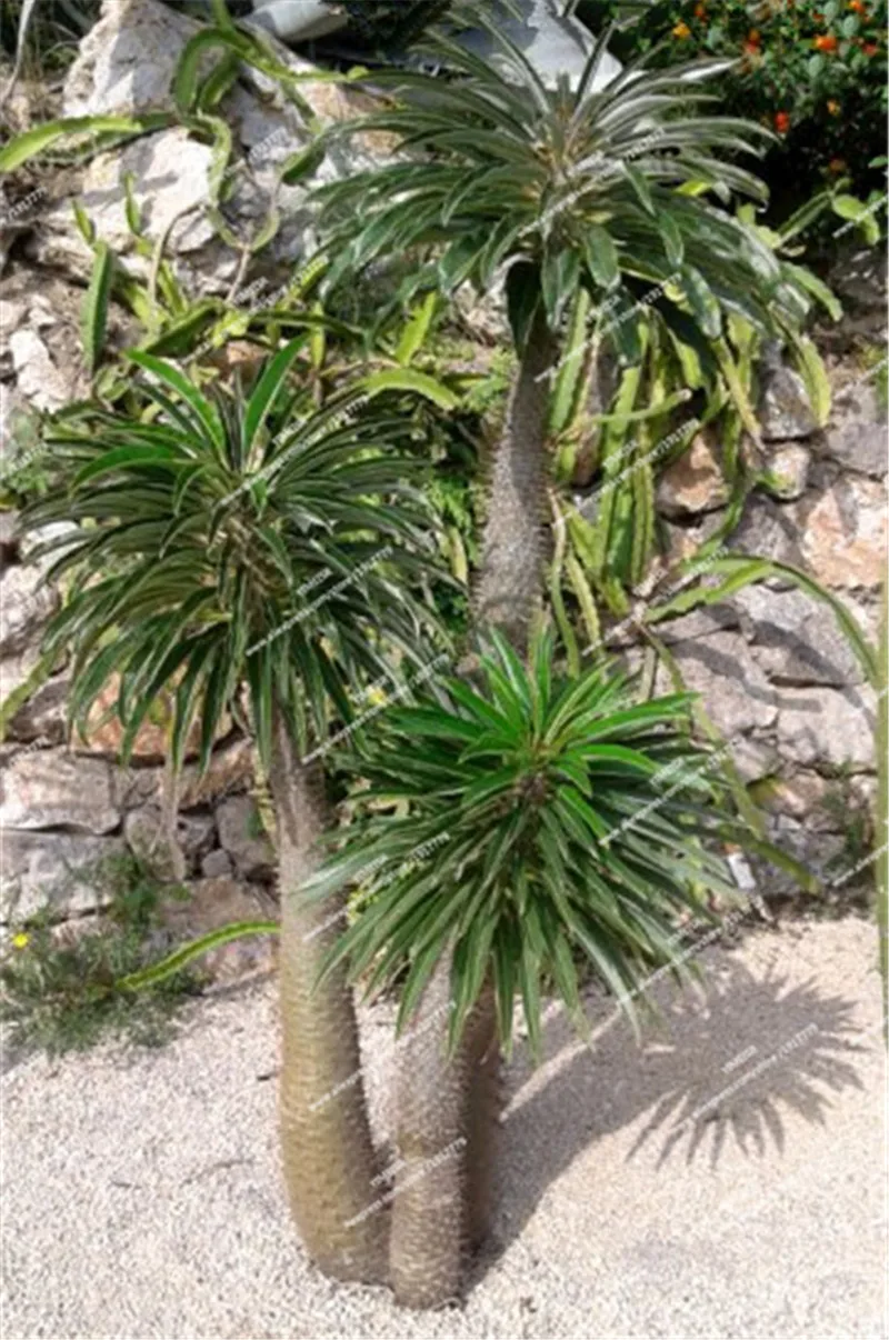 phoca_thumb_l_pachypodium_lamerei_3_