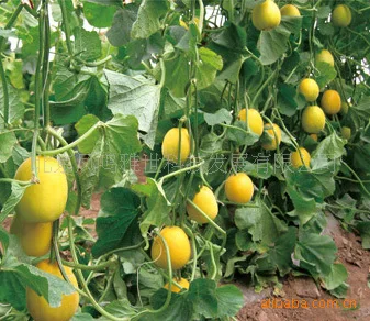 2018 Top Fashion Real Outdoor Plants Very Easy Mini Garden Summer Excluded Sementes Jingyu Melon bonsai 20 Pcs Organic Vegetable
2018 Top Fashion Real Outdoor Plants Very Easy Mini Garden Summer Excluded Sementes Jingyu Melon bonsai 20 Pcs Organic Vegetable