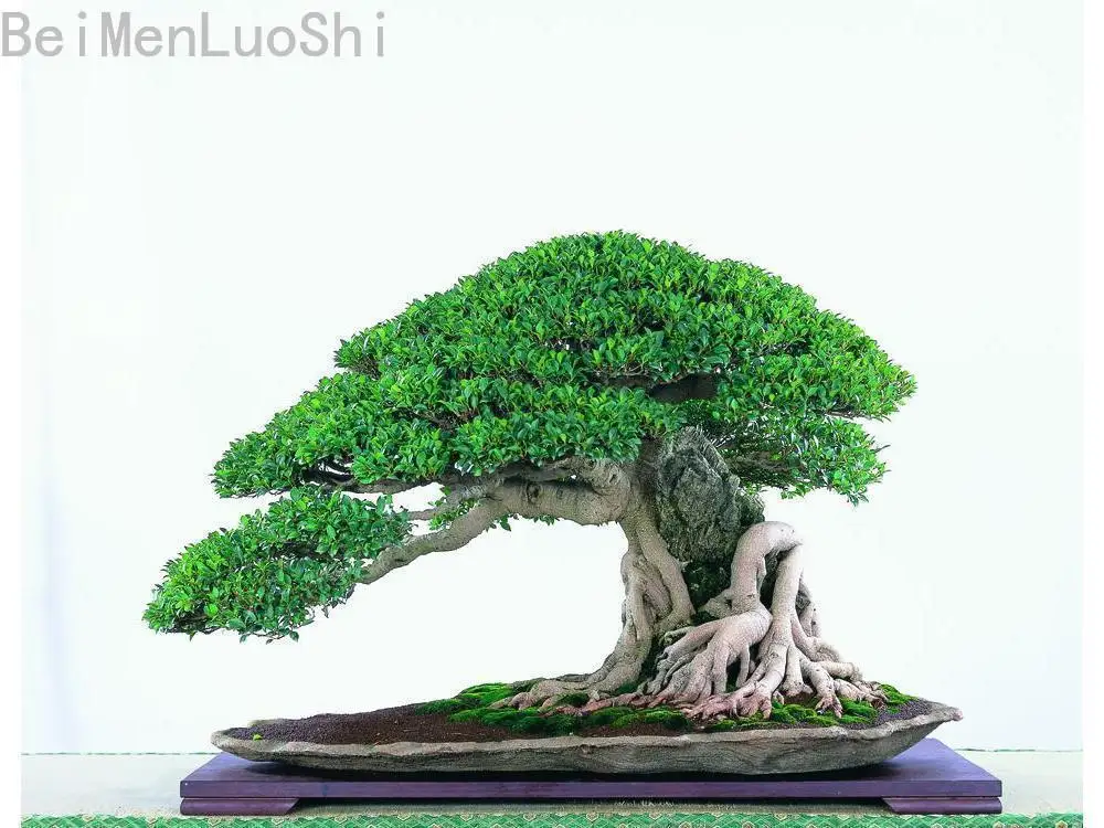 100% Genuine Ficus Microcarpa Tree Bonsai 30 PCs Seedsplants Inside Very Beautiful Garden of House Decortion
100% Genuine Ficus Microcarpa Tree Bonsai 30 PCs Seedsplants Inside Very Beautiful Garden of House Decortion