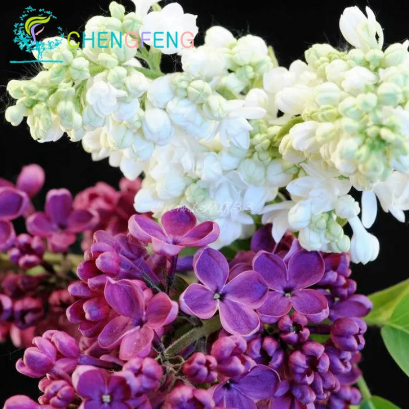 100 Graines Perennial Lilac Tree plants Garden Pots Rare Flower plants , Semillas Bonsai For Tohum Jardin Plants bonsai Easy Pl
100 Graines Perennial Lilac Tree plants Garden Pots Rare Flower plants , Semillas Bonsai For Tohum Jardin Plants bonsai Easy Pl