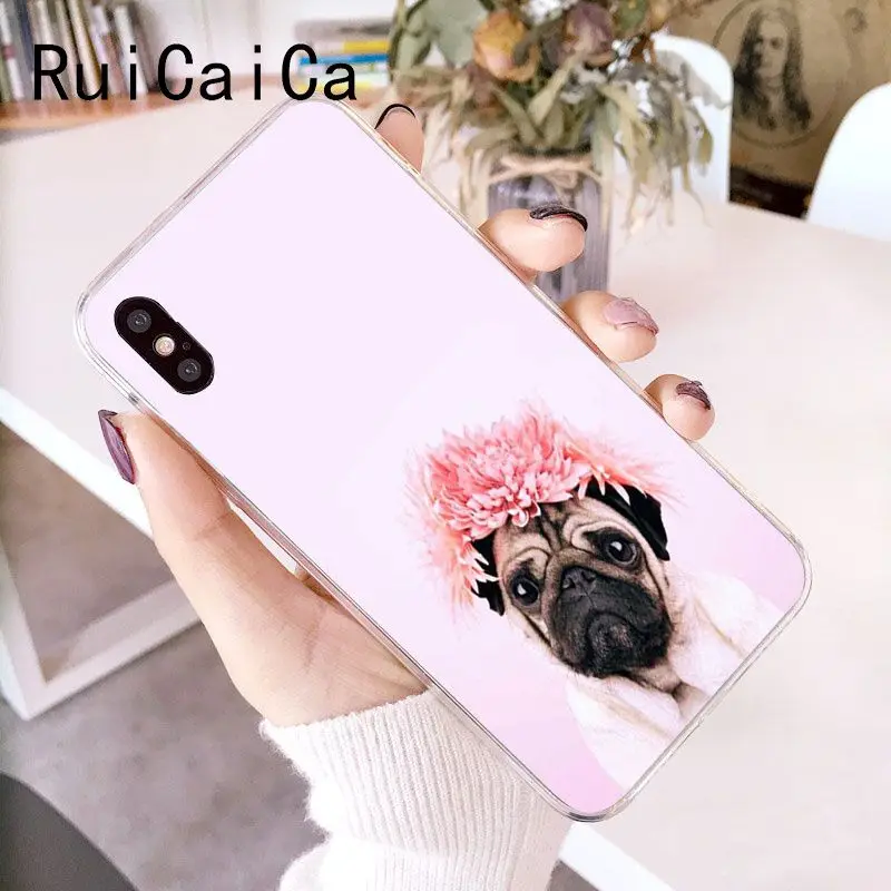 Animal Cute Pug Dog