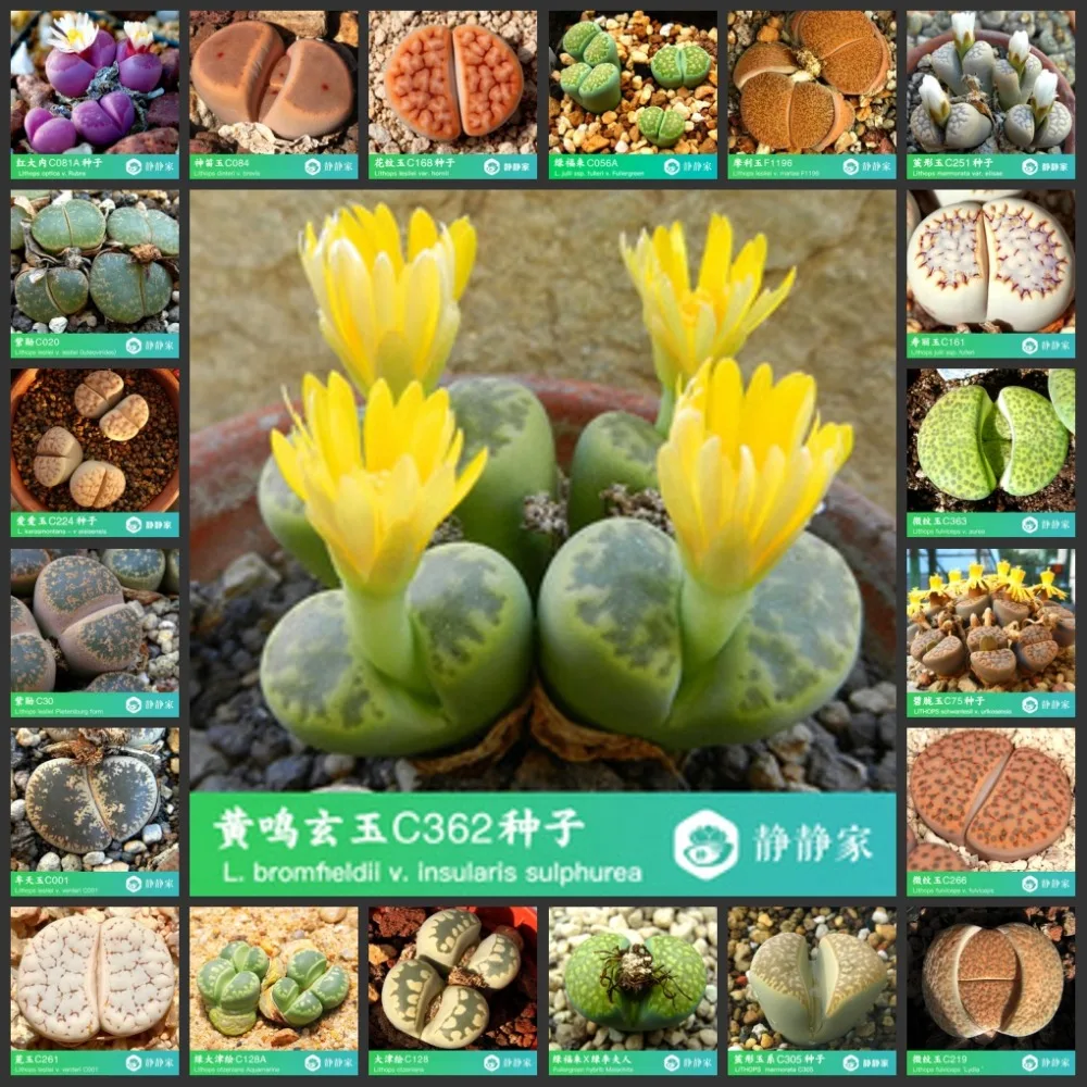 50pcs 100% Fresh Real lithops succulent cactus Semillas~Living stones (S49-72)
50pcs 100% Fresh Real lithops succulent cactus Semillas~Living stones (S49-72)