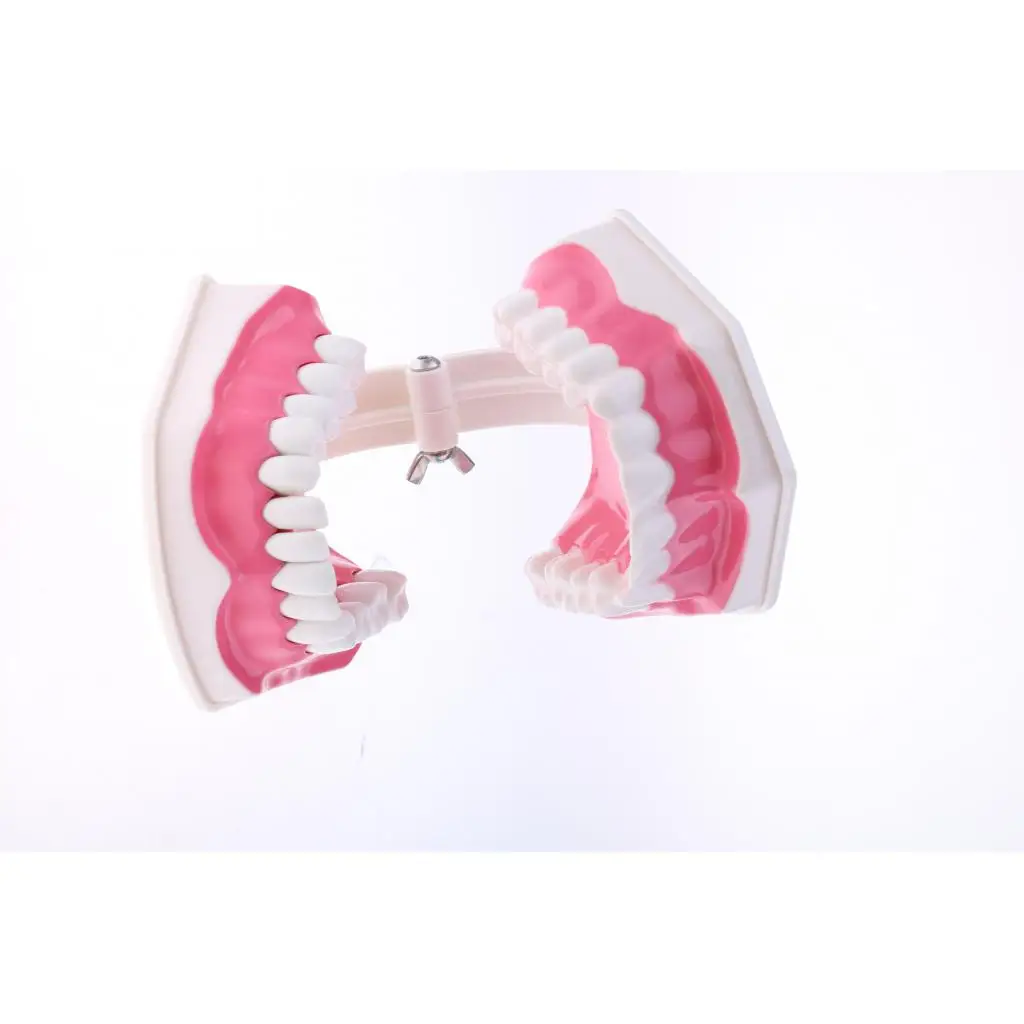 2X Large PVC Human Teeth Model with Removable Lower Teeth School Teeth Teaching Tools Student Children Educational Toy