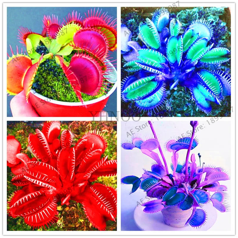 100PCS/bag,Potted Insectivorous Plant bonsai Dionaea Muscipula Giant Clip Venus Flytrap garden.
100PCS/bag,Potted Insectivorous Plant bonsai Dionaea Muscipula Giant Clip Venus Flytrap garden.