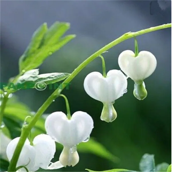 20PCS Heart Flower bonsai Dicentra spectabilis Sweet Heart Wallet Peony Flowers For garden plant Rare Shade Perennial flower B75
20PCS Heart Flower bonsai Dicentra spectabilis Sweet Heart Wallet Peony Flowers For garden plant Rare Shade Perennial flower B75