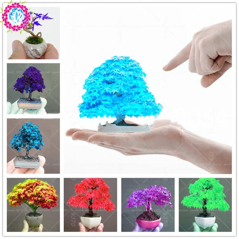 20pcs Mini Japanese maple bonsai maple leafs tree Perennial ornamental plants fire maple bonsai tree home garden planting
20pcs Mini Japanese maple bonsai maple leafs tree Perennial ornamental plants fire maple bonsai tree home garden planting