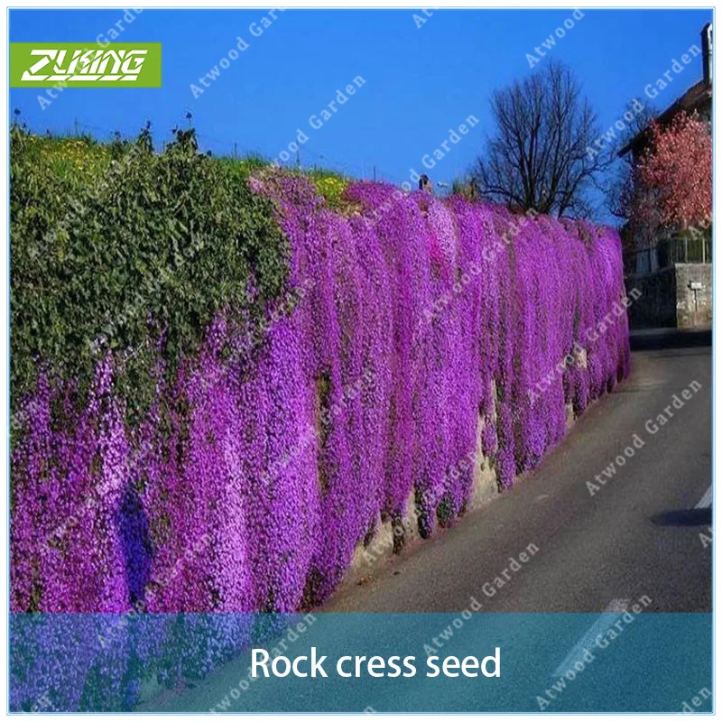 ZLKING 100pcs Purple Rock Cress Perennial Ground Cover Rock Celery Of Perennial Garden Flowers For Home Decorative
ZLKING 100pcs Purple Rock Cress Perennial Ground Cover Rock Celery Of Perennial Garden Flowers For Home Decorative