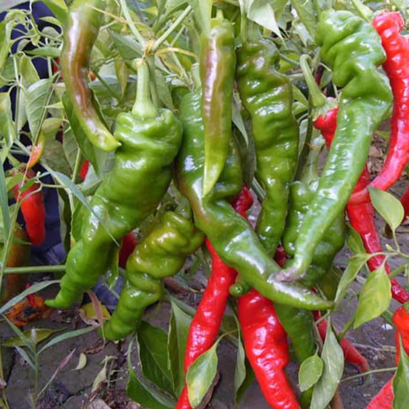 Hot Vegetable bonsai Pepper South Korea Jinfeng No.2 Courtyard View Fruit Plants Roof Potted Vegetables 100pcs
Hot Vegetable bonsai Pepper South Korea Jinfeng No.2 Courtyard View Fruit Plants Roof Potted Vegetables 100pcs