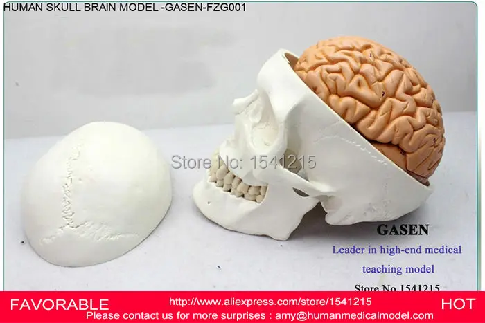 BRAIN SKULL BRAIN ANATOMICAL MODEL OF MEDICAL EDUCATION OF MEDICAL MODEL ASSEMBLED MODEL,HEAD ANATOMICAL MODEL-GASEN-FZG001
BRAIN SKULL BRAIN ANATOMICAL MODEL OF MEDICAL EDUCATION OF MEDICAL MODEL ASSEMBLED MODEL,HEAD ANATOMICAL MODEL-GASEN-FZG001
