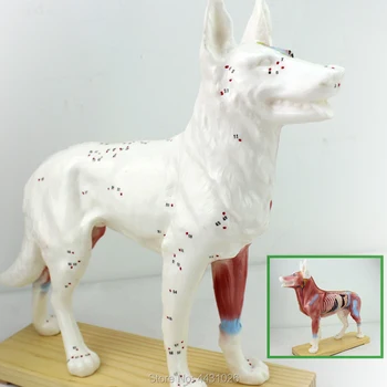 ENOVO Dog acupuncture model animal anatomy model pet model dog acupuncture point model
ENOVO Dog acupuncture model animal anatomy model pet model dog acupuncture point model