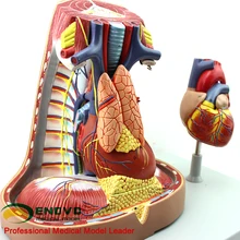 Human mediastinum model Anatomy Pleural respiration System Thymic heart Mediastinum Thoracic Surgery Model
Human mediastinum model Anatomy Pleural respiration System Thymic heart Mediastinum Thoracic Surgery Model