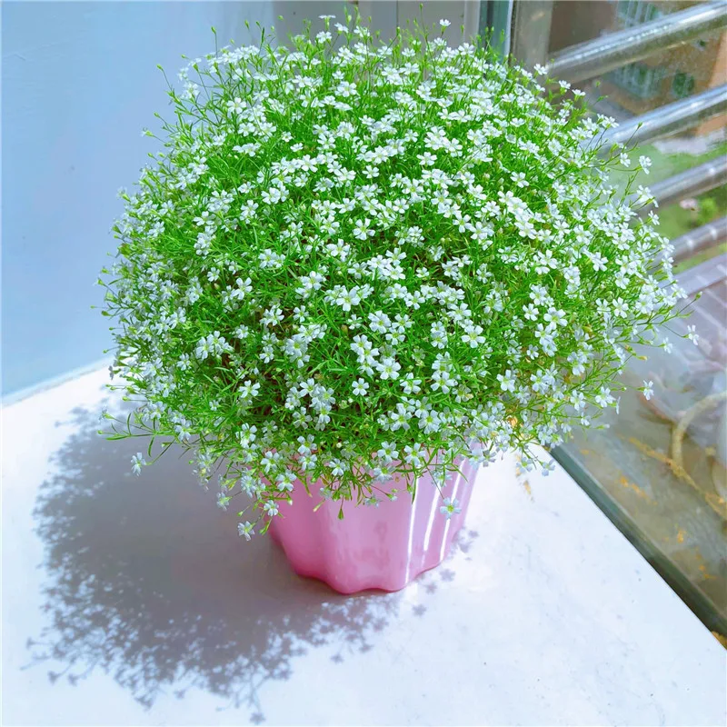 30pcs Gypsophila Garden Flower Seedsplants Bonsai Flower Seedling Flower Plant Home and Garden Indoor Plants Garden Decor Flor
30pcs Gypsophila Garden Flower Seedsplants Bonsai Flower Seedling Flower Plant Home and Garden Indoor Plants Garden Decor Flor