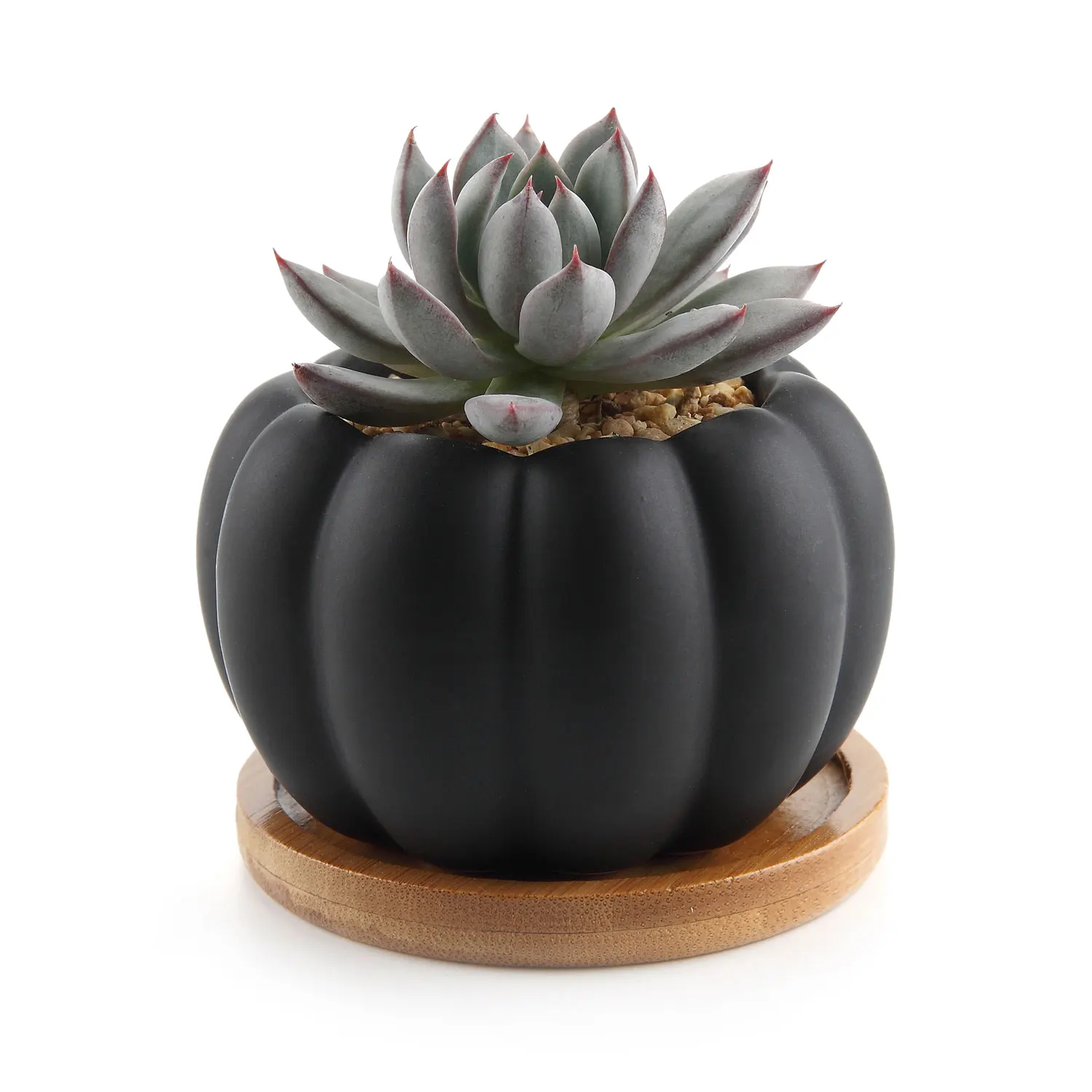 T4U 3.3 Inch Ceramic Modern Pumpkin Design Succulent Plant Pot / Cactus Plant Pot Container with Bamboo Tray - Matte Black
T4U 3.3 Inch Ceramic Modern Pumpkin Design Succulent Plant Pot / Cactus Plant Pot Container with Bamboo Tray - Matte Black