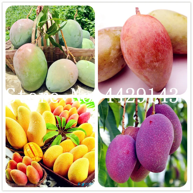 1 Pcs/bag Rare Bonsai Fruit Tree plants Mini Mango bonsai Plant Mango Tree Garden Diy Pot Planting Home Garden Bonsai Semente
1 Pcs/bag Rare Bonsai Fruit Tree plants Mini Mango bonsai Plant Mango Tree Garden Diy Pot Planting Home Garden Bonsai Semente