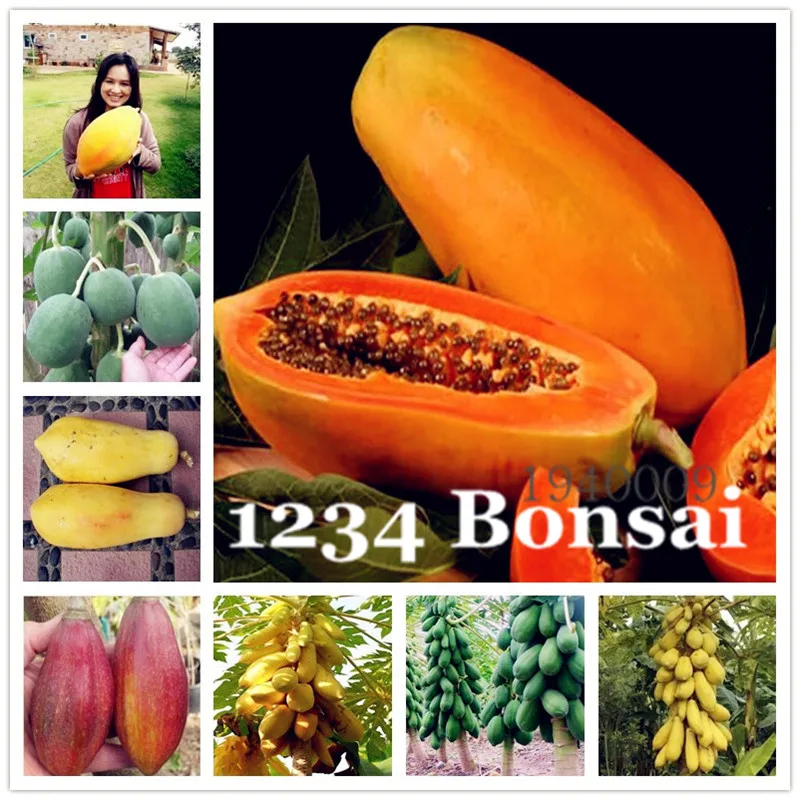 Sales! 30 pcs/bag Fruit Bonsai plant Yellow Gold Papaya tree Delicious Fruit, bonsai Unique Very Rare home garden potted plant
Sales! 30 pcs/bag Fruit Bonsai plant Yellow Gold Papaya tree Delicious Fruit, bonsai Unique Very Rare home garden potted plant