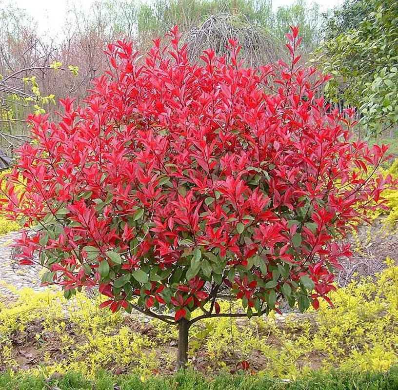 10 Pcs/Bag Photinia Serrulata Bonsai Photinia Fraseri Frasery Serrulata Red Robin Tipluohu Flower Bonsai For Home Garden
10 Pcs/Bag Photinia Serrulata Bonsai Photinia Fraseri Frasery Serrulata Red Robin Tipluohu Flower Bonsai For Home Garden