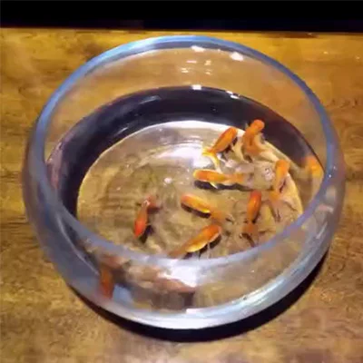 Appearing Goldfish Gimmick ( Metal ) Magic Tricks Fish Appear Magia Magician Stage Illusions Accessories Props Mentalism Fun
Appearing Goldfish Gimmick ( Metal ) Magic Tricks Fish Appear Magia Magician Stage Illusions Accessories Props Mentalism Fun