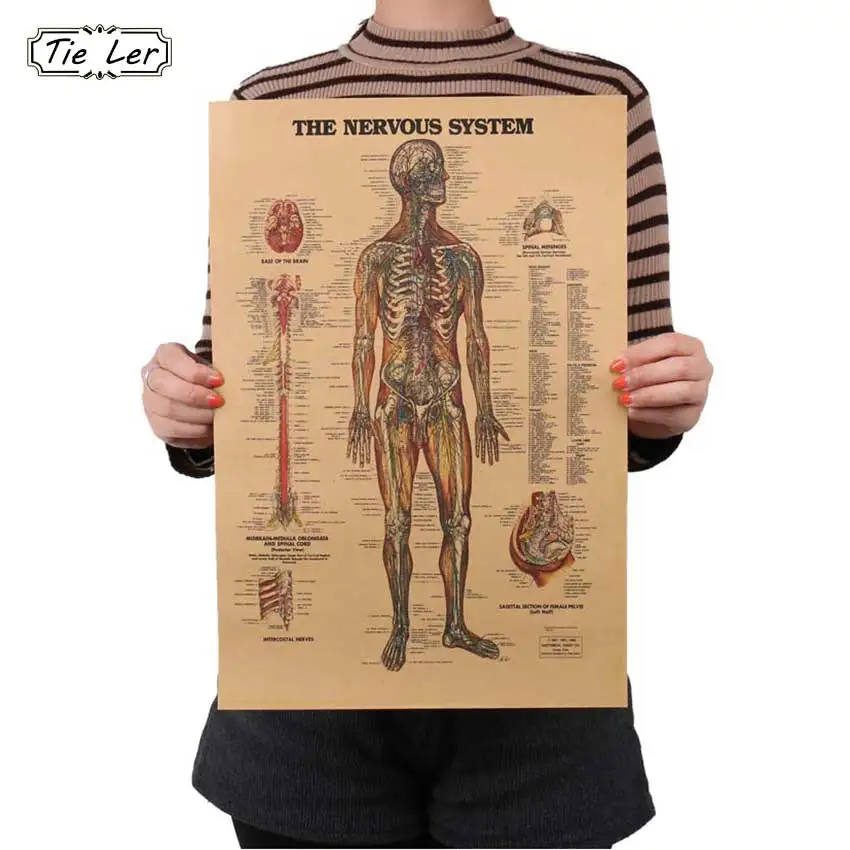 Adesivo De Parede Vintage Style Retro Paper Poster Giftsthe Muscles Of The Body Structure Wall Sticker
Adesivo De Parede Vintage Style Retro Paper Poster Giftsthe Muscles Of The Body Structure Wall Sticker