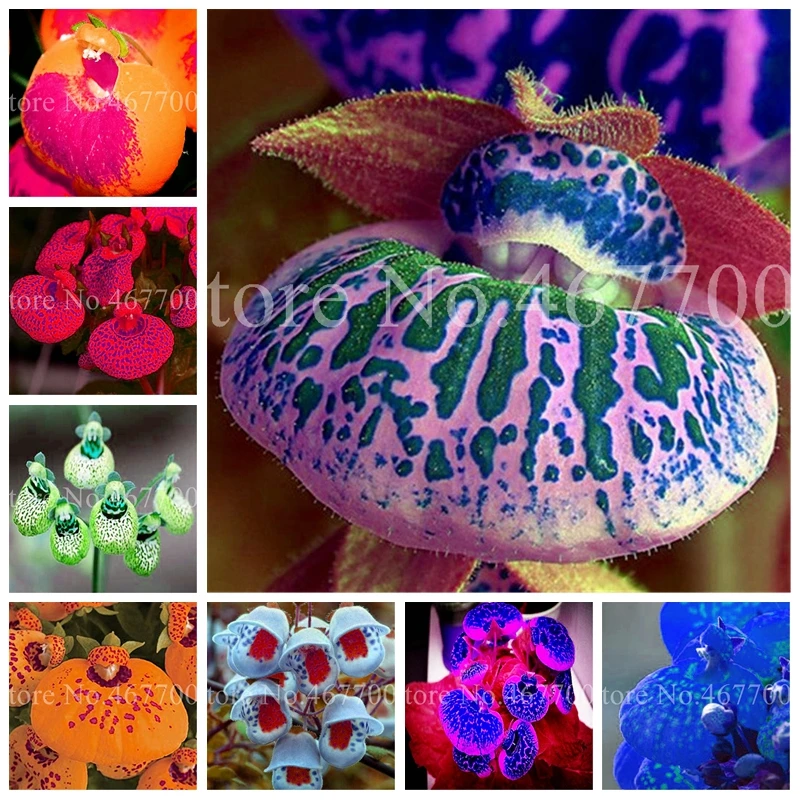 200 Pcs Bonsai Calceolaria Rare Dicentra Spectabilis Flower In Home Garden DIY Potted Beautiful Outdoor Plants Easy Planting
200 Pcs Bonsai Calceolaria Rare Dicentra Spectabilis Flower In Home Garden DIY Potted Beautiful Outdoor Plants Easy Planting