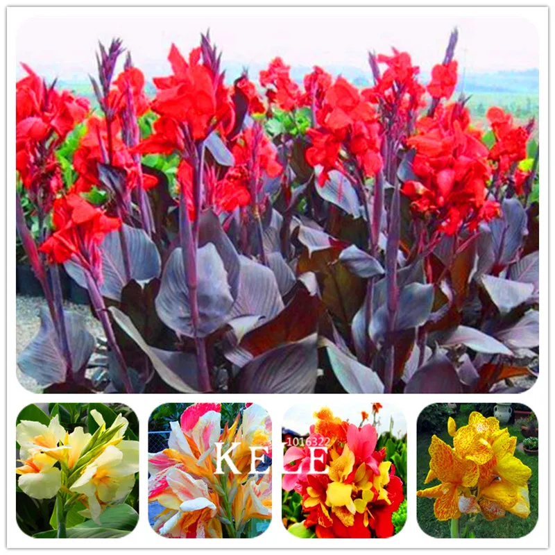Hot Sale! 100 Pcs/Pack Beautiful flower Small canna lily Bonsai, Garden plant, flower Plants
Hot Sale! 100 Pcs/Pack Beautiful flower Small canna lily Bonsai, Garden plant, flower Plants