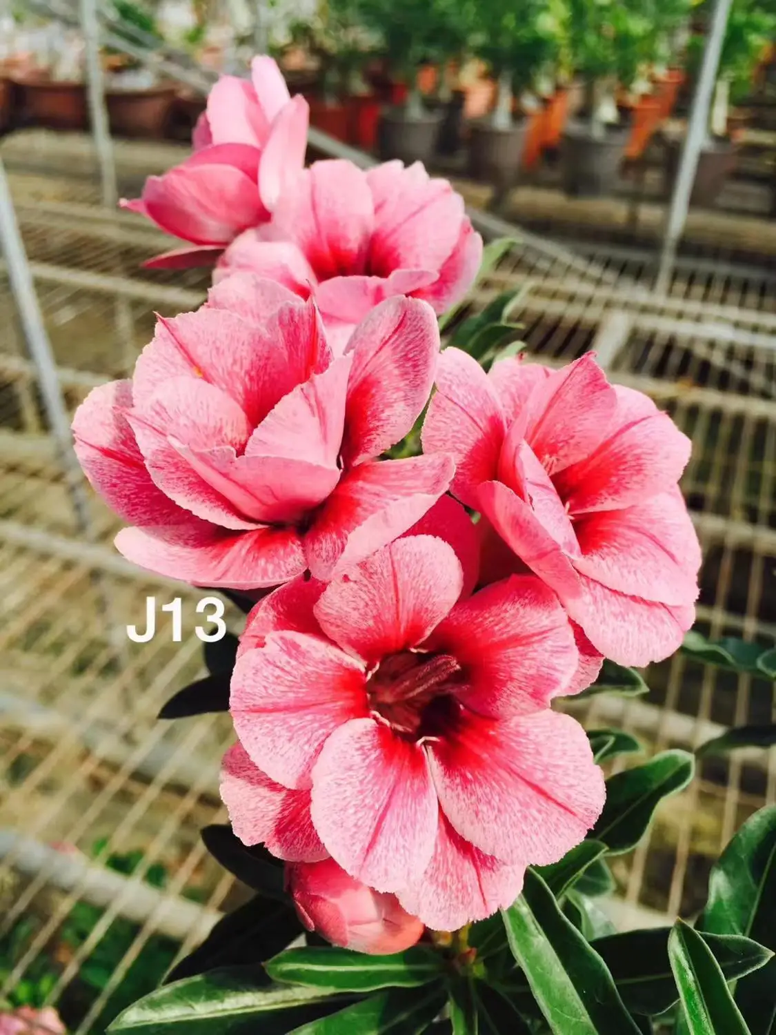 100% Real Color * Fresh Adenium Obesum semillas - Bonsai Desert Rose Flower Plant semillas sementes ( No. J13 )
100% Real Color * Fresh Adenium Obesum semillas - Bonsai Desert Rose Flower Plant semillas sementes ( No. J13 )