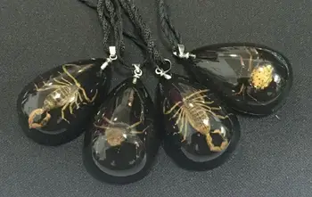 FREE SHIPPING 12 pcs real scorpion spider black back natural insect YQTDMY pendant
FREE SHIPPING 12 pcs real scorpion spider black back natural insect YQTDMY pendant