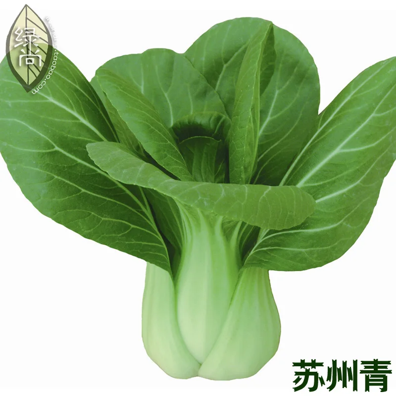 Suzhou Green Cabbage Cabbage 4 Seasons Plant Garden Balcony Balcony Potted Vegetable bonsais 100pcs
Suzhou Green Cabbage Cabbage 4 Seasons Plant Garden Balcony Balcony Potted Vegetable bonsais 100pcs