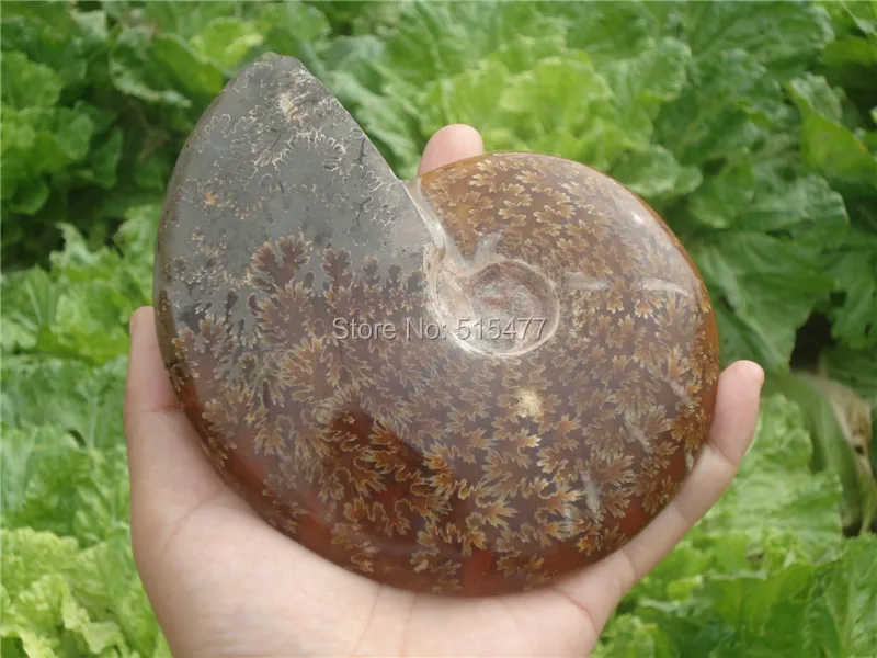 590g Natural conch fossil specimens of Madagascar
590g Natural conch fossil specimens of Madagascar