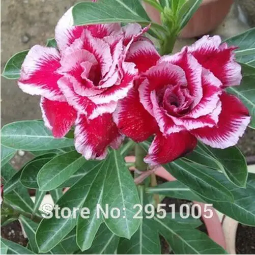 Imported 2pcs Adenium Desert Rose Ornamental Plants Balcony Potted DIY home garden free shipping
Imported 2pcs Adenium Desert Rose Ornamental Plants Balcony Potted DIY home garden free shipping